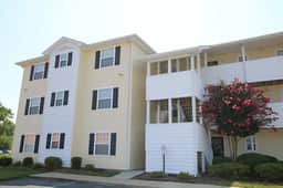 Palms 5202 - Image 2